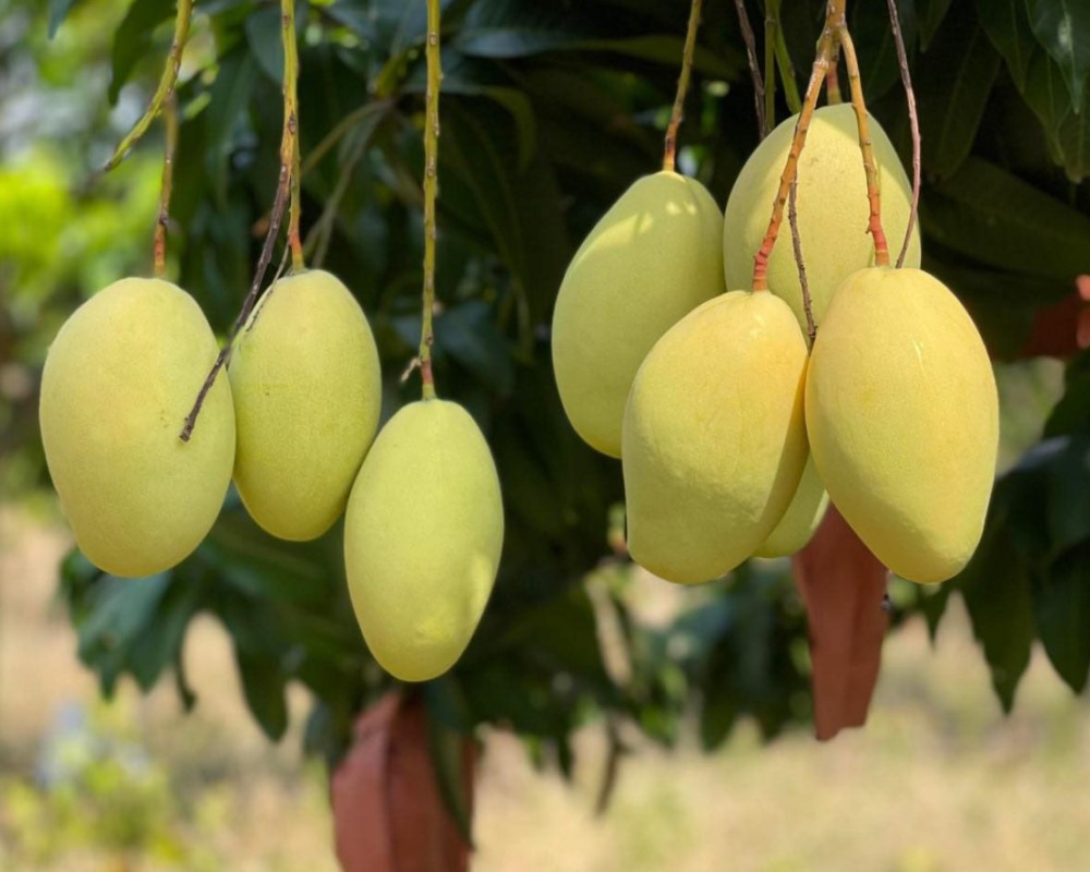 Cambodian Farm Working